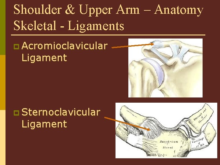 Shoulder & Upper Arm – Anatomy Skeletal - Ligaments p Acromioclavicular Ligament p Sternoclavicular