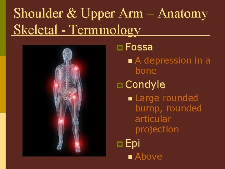 Shoulder & Upper Arm – Anatomy Skeletal - Terminology p Fossa n A depression