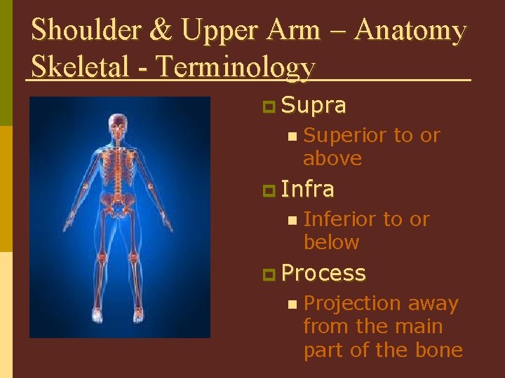Shoulder & Upper Arm – Anatomy Skeletal - Terminology p Supra n Superior to