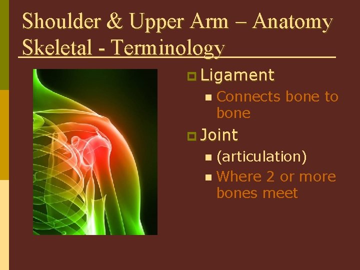 Shoulder & Upper Arm – Anatomy Skeletal - Terminology p Ligament n Connects bone