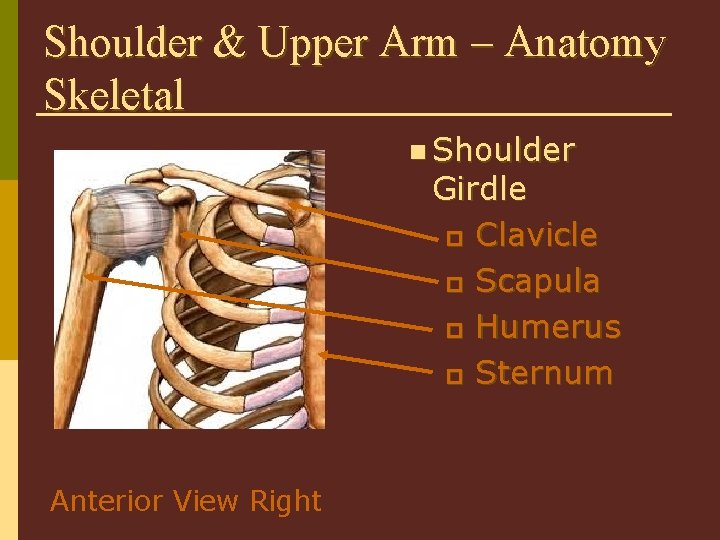 Shoulder & Upper Arm – Anatomy Skeletal n Shoulder Girdle p Clavicle p Scapula
