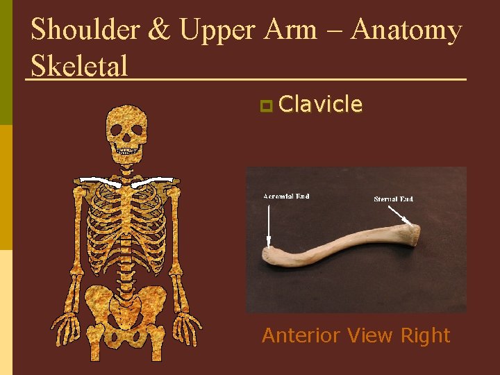 Shoulder & Upper Arm – Anatomy Skeletal p Clavicle Anterior View Right 