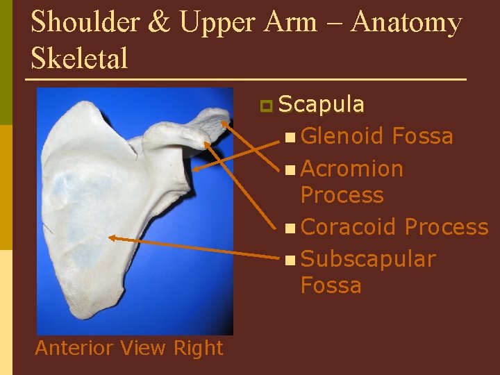 Shoulder & Upper Arm – Anatomy Skeletal p Scapula n Glenoid Fossa n Acromion