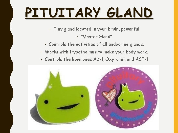 PITUITARY GLAND • Tiny gland located in your brain, powerful • “Master Gland” •
