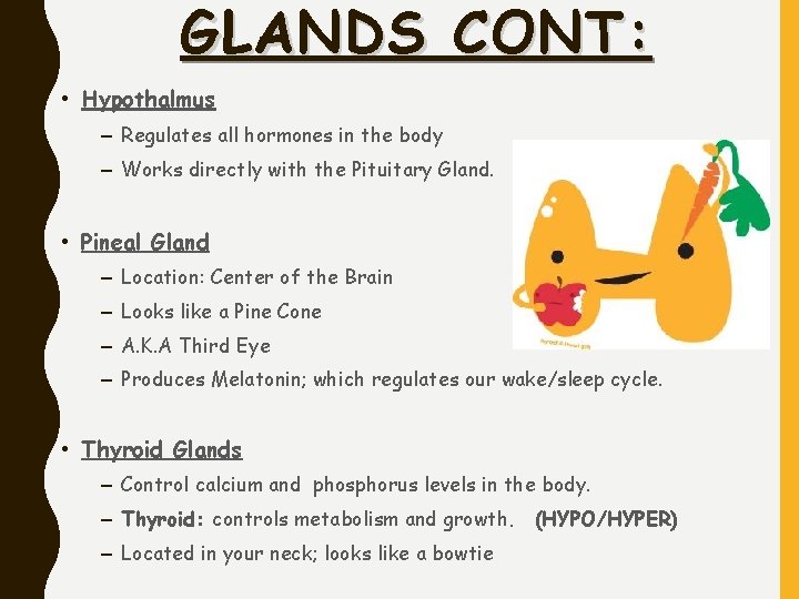 GLANDS CONT: • Hypothalmus – Regulates all hormones in the body – Works directly