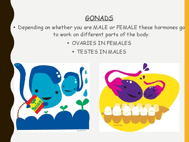 GONADS • Depending on whether you are MALE or FEMALE these hormones go to