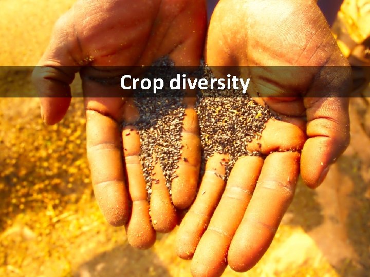 Crop diversity 