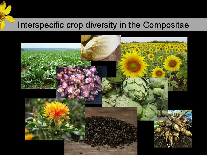 Interspecific crop Diversity in the Compositae Interspecific crop diversity in the Compositae 