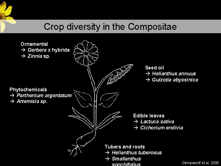 Crop diversity in the Compositae Ornamental à Gerbera x hybrida à Zinnia sp. Seed Crop diversity in the Compositae Ornamental à Gerbera x hybrida à Zinnia sp. Seed