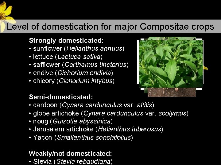 Level of domestication for major Compositae crops Strongly domesticated: • sunflower (Helianthus annuus) • Level of domestication for major Compositae crops Strongly domesticated: • sunflower (Helianthus annuus) •