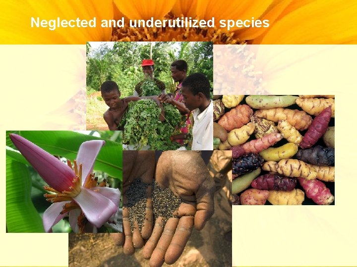 Neglected and underutilized species Neglected and underutilized species