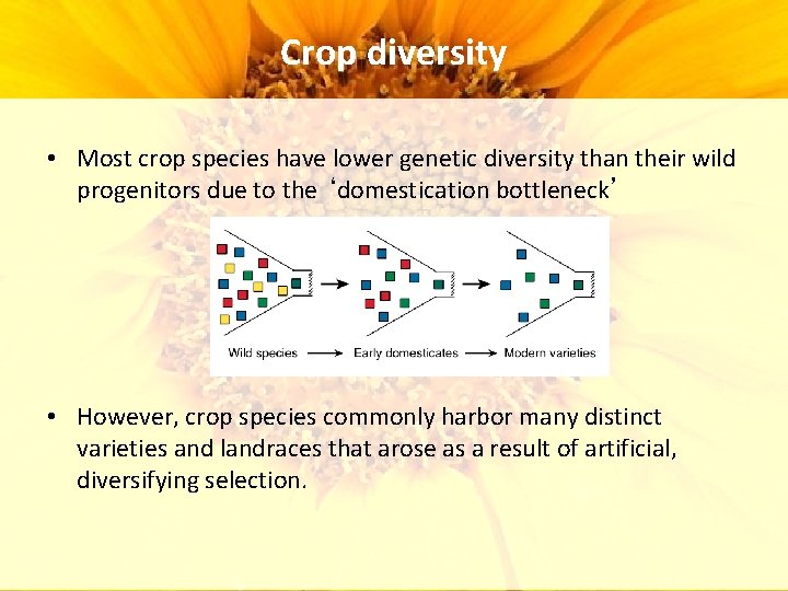 Crop diversity • Most crop species have lower genetic diversity than their wild progenitors Crop diversity • Most crop species have lower genetic diversity than their wild progenitors