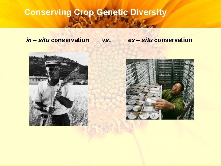 Conserving Crop Genetic Diversity in – situ conservation vs. ex – situ conservation 