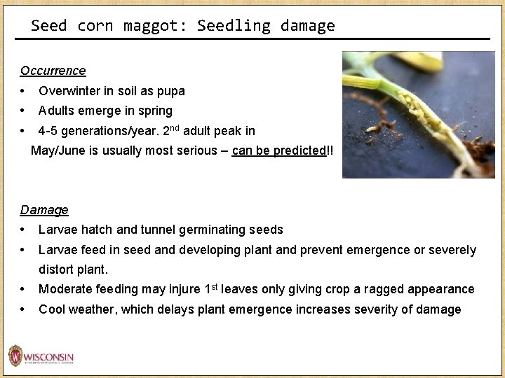 Seed corn maggot: Seedling damage Occurrence • Overwinter in soil as pupa • Adults Seed corn maggot: Seedling damage Occurrence • Overwinter in soil as pupa • Adults
