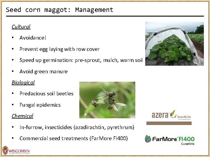 Seed corn maggot: Management Cultural • Avoidance! • Prevent egg laying with row cover Seed corn maggot: Management Cultural • Avoidance! • Prevent egg laying with row cover