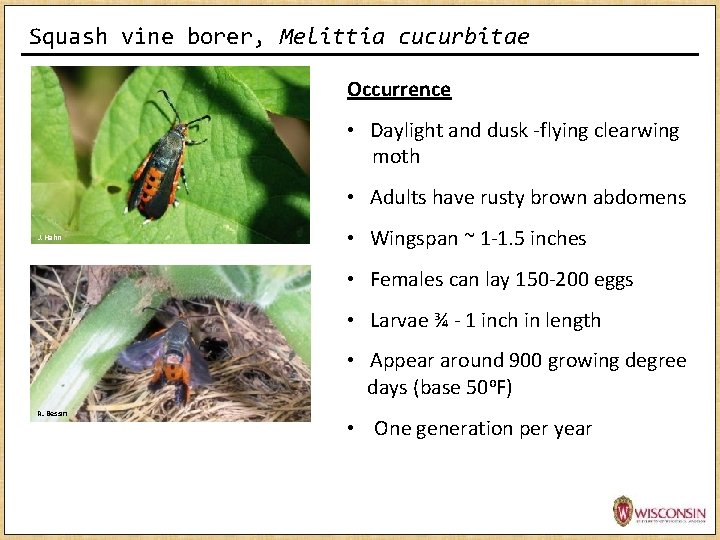 Squash vine borer, Melittia cucurbitae Occurrence • Daylight and dusk -flying clearwing moth • Squash vine borer, Melittia cucurbitae Occurrence • Daylight and dusk -flying clearwing moth •
