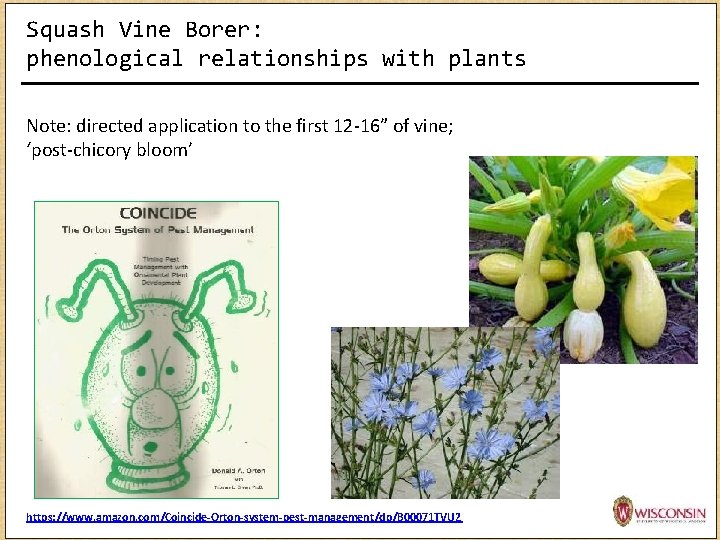 Squash Vine Borer: phenological relationships with plants Note: directed application to the first 12 Squash Vine Borer: phenological relationships with plants Note: directed application to the first 12