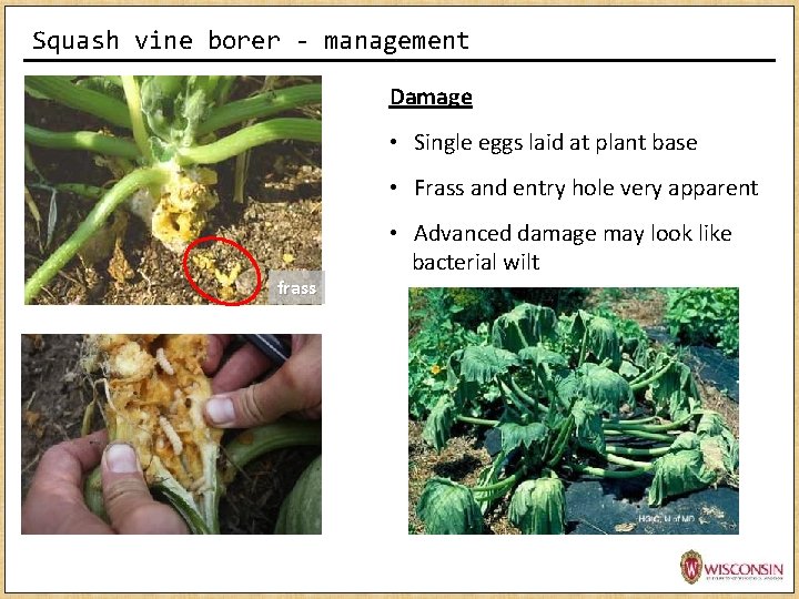 Squash vine borer - management Damage • Single eggs laid at plant base • Squash vine borer - management Damage • Single eggs laid at plant base •