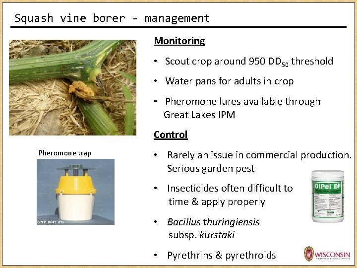 Squash vine borer - management Monitoring • Scout crop around 950 DD 50 threshold Squash vine borer - management Monitoring • Scout crop around 950 DD 50 threshold