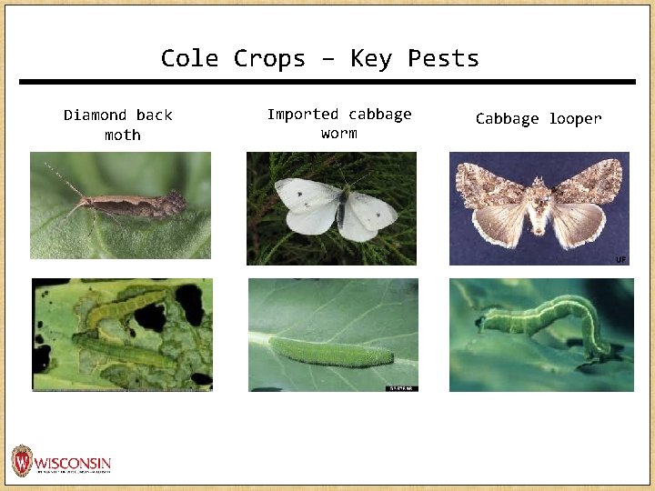 Cole Crops – Key Pests Diamond back moth Imported cabbage worm Cabbage looper Cole Crops – Key Pests Diamond back moth Imported cabbage worm Cabbage looper