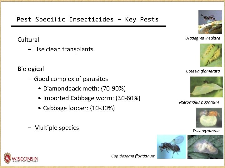 Pest Specific Insecticides – Key Pests Diadegma insulare Cultural – Use clean transplants Biological Pest Specific Insecticides – Key Pests Diadegma insulare Cultural – Use clean transplants Biological