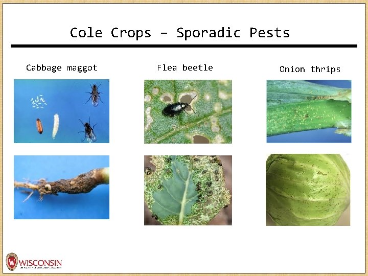 Cole Crops – Sporadic Pests Cabbage maggot Flea beetle Onion thrips Cole Crops – Sporadic Pests Cabbage maggot Flea beetle Onion thrips