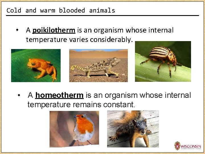 Cold and warm blooded animals • A poikilotherm is an organism whose internal temperature Cold and warm blooded animals • A poikilotherm is an organism whose internal temperature