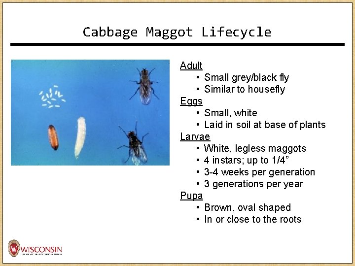 Cabbage Maggot Lifecycle Adult • Small grey/black fly • Similar to housefly Eggs • Cabbage Maggot Lifecycle Adult • Small grey/black fly • Similar to housefly Eggs •