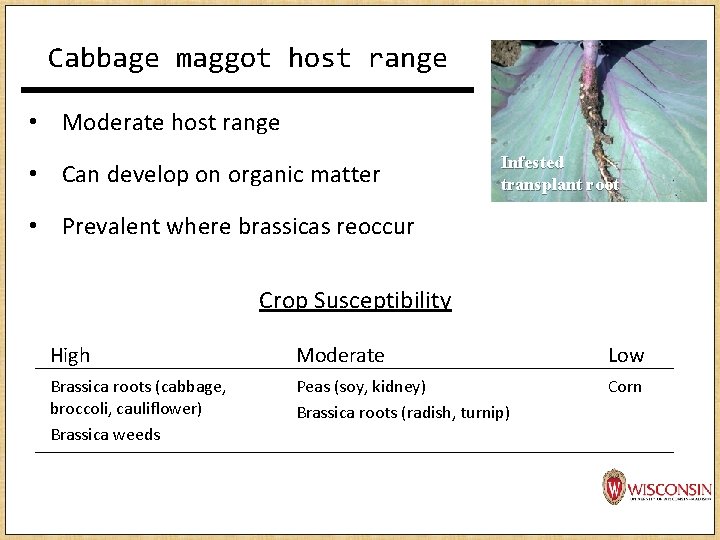 Cabbage maggot host range • Moderate host range • Can develop on organic matter Cabbage maggot host range • Moderate host range • Can develop on organic matter