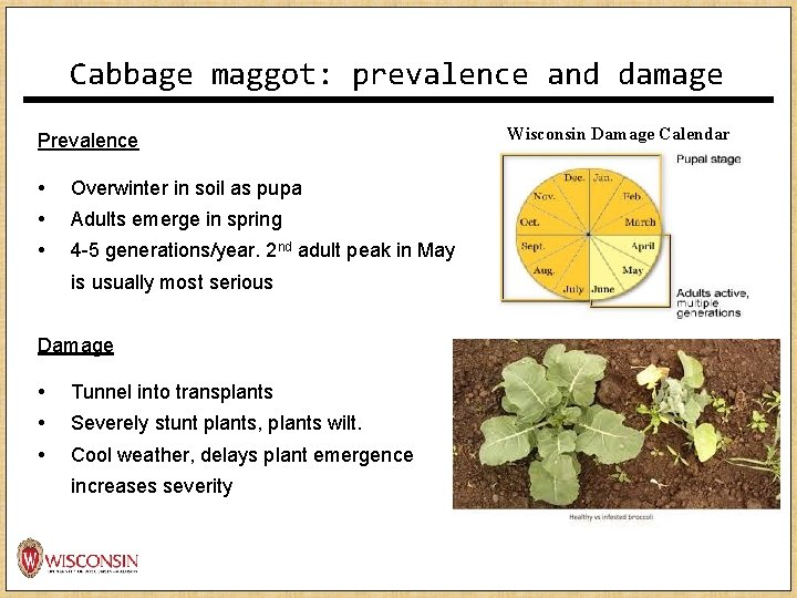 Cabbage maggot: prevalence and damage Prevalence • Overwinter in soil as pupa • Adults Cabbage maggot: prevalence and damage Prevalence • Overwinter in soil as pupa • Adults