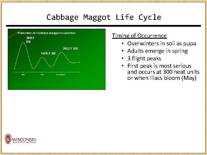 Cabbage Maggot Life Cycle 300 F DD 2652 F DD 1476 F DD Timing Cabbage Maggot Life Cycle 300 F DD 2652 F DD 1476 F DD Timing