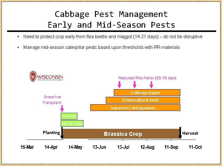 Cabbage Pest Management Early and Mid-Season Pests • Need to protect crop early from Cabbage Pest Management Early and Mid-Season Pests • Need to protect crop early from