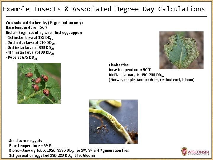 Example Insects & Associated Degree Day Calculations Colorado potato beetle, (1 st generation only) Example Insects & Associated Degree Day Calculations Colorado potato beetle, (1 st generation only)