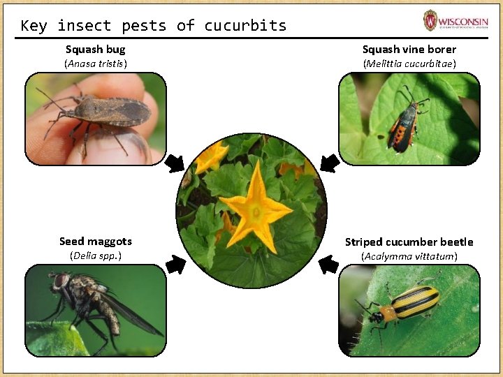 Key insect pests of cucurbits Squash bug Squash vine borer Seed maggots Striped cucumber Key insect pests of cucurbits Squash bug Squash vine borer Seed maggots Striped cucumber