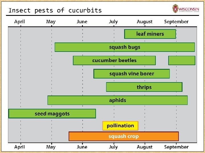 Insect pests of cucurbits Insect pests of cucurbits