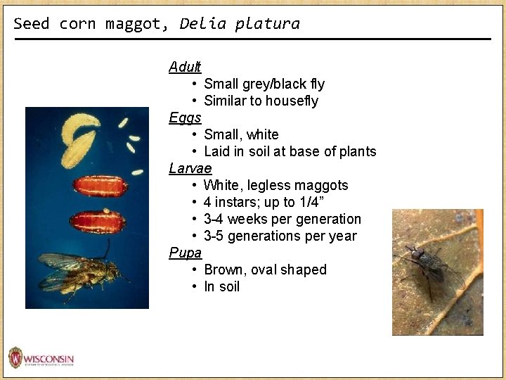Seed corn maggot, Delia platura Adult • Small grey/black fly • Similar to housefly Seed corn maggot, Delia platura Adult • Small grey/black fly • Similar to housefly