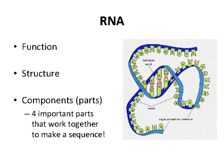 RNA • Function • Structure • Components (parts) – 4 important parts that work