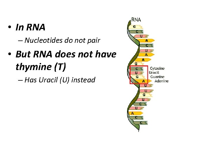  • In RNA – Nucleotides do not pair • But RNA does not