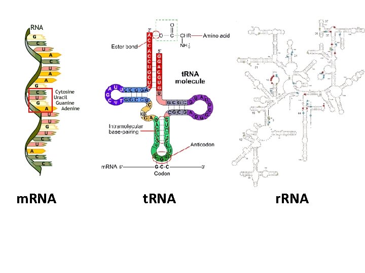 m. RNA t. RNA r. RNA 