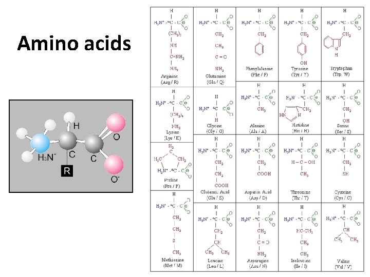 Amino acids 
