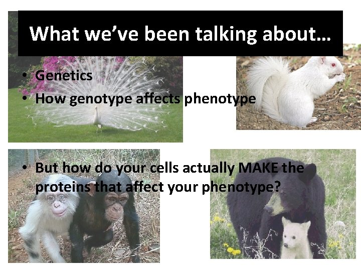What we’ve been talking about… • Genetics • How genotype affects phenotype • But