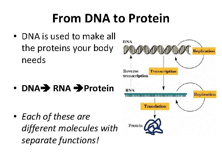 From DNA to Protein • DNA is used to make all the proteins your