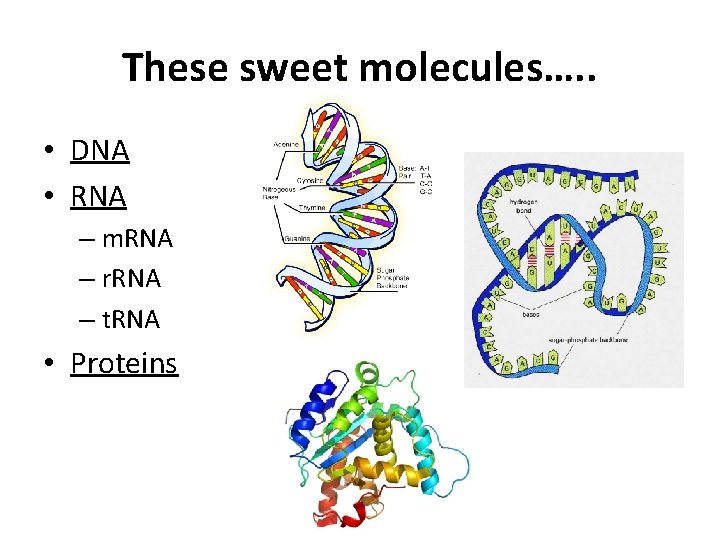 These sweet molecules…. . • DNA • RNA – m. RNA – r. RNA