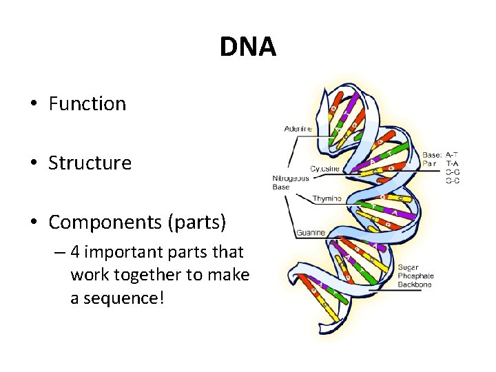 DNA • Function • Structure • Components (parts) – 4 important parts that work