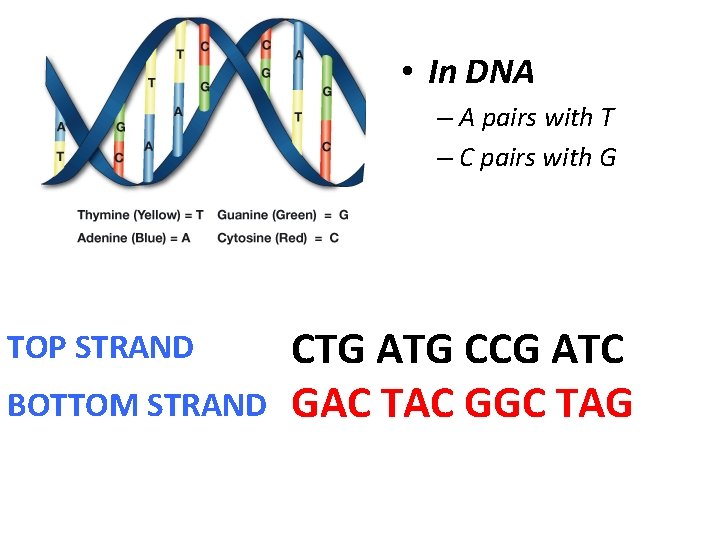  • In DNA – A pairs with T – C pairs with G