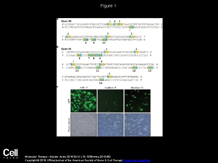 Figure 1 Molecular Therapy - Nucleic Acids 2016 5 DOI: (10. 1038/mtna. 2015. 58)