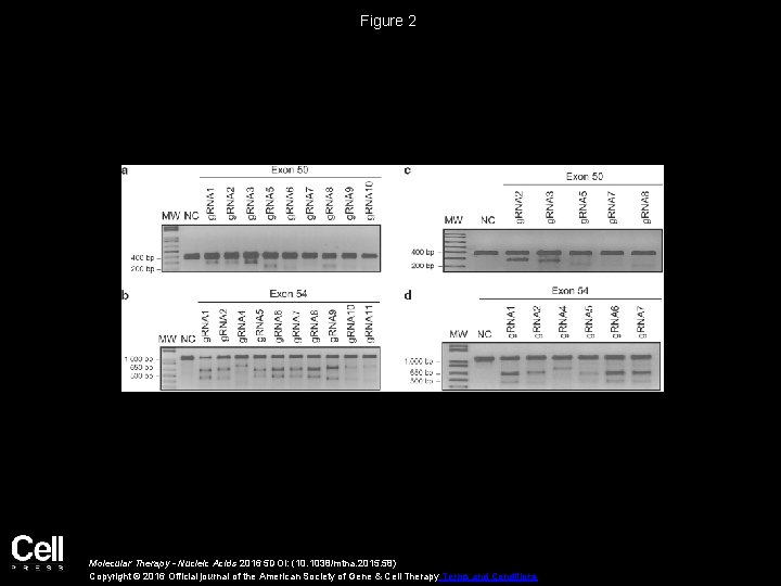 Figure 2 Molecular Therapy - Nucleic Acids 2016 5 DOI: (10. 1038/mtna. 2015. 58)
