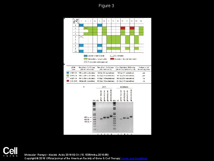 Figure 3 Molecular Therapy - Nucleic Acids 2016 5 DOI: (10. 1038/mtna. 2015. 58)