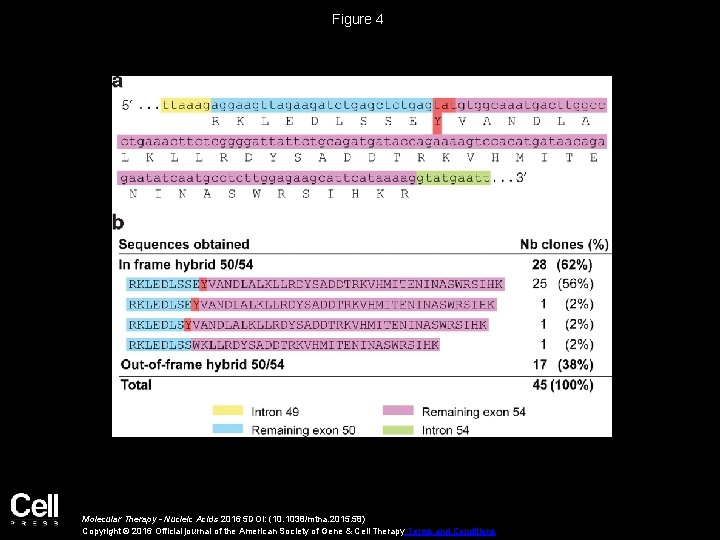Figure 4 Molecular Therapy - Nucleic Acids 2016 5 DOI: (10. 1038/mtna. 2015. 58)