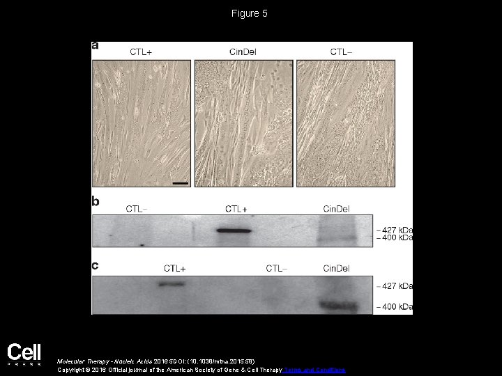 Figure 5 Molecular Therapy - Nucleic Acids 2016 5 DOI: (10. 1038/mtna. 2015. 58)